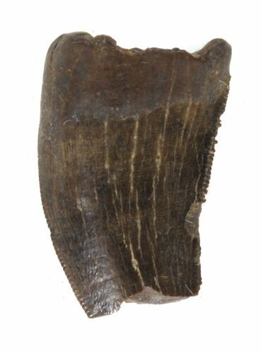 Partial Tyrannosaur Tooth - Montana #42907